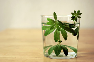 Waldmeister-Auszug, Waldmeistergetränk, Woodruff infused water