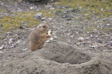 small cute brown prairie dog sitting and eating a small biscuit