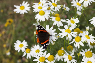 The Red Admiral butterfly on daisy flowers