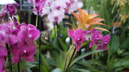 Fototapeta na wymiar Beautiful blooming orchid flower in the garden with natural green floral background. Amazing plants for postcard and agriculture design with space for text. Phalaenopsis orchid.