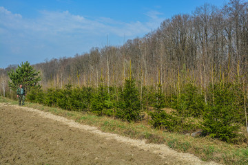 Fototapeta na wymiar Plantation of fir trees