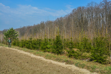  Plantation of fir trees