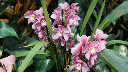 Beautiful blooming orchid flower in the garden with natural green floral background. Amazing plants...