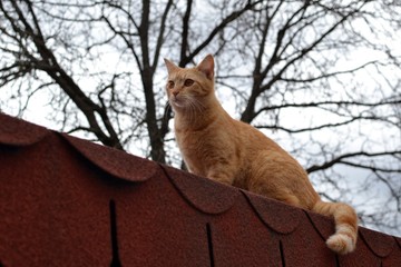 Cute wild rusty cat watching something interesting on the roof