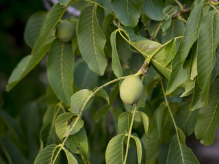 Green walnut on a branch