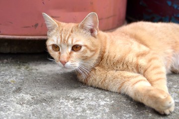 rusty kitten resting and lying on pavement