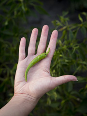 Obraz premium Green chilli pepper