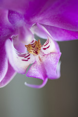 orchid phuchsia color macro