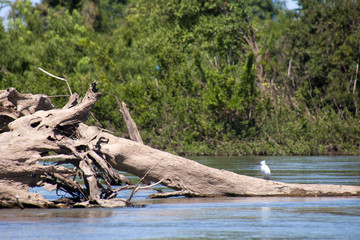 Fototapeta na wymiar Stung Treng Cambodia, submerged dead tree trunk with bird in the Mekong river between Stung Treng and the Lao border in dry season