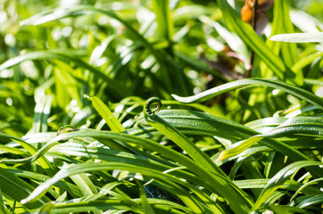 Green Plants in Berlin, Germany