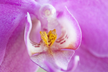 Fototapeta na wymiar orchid phuchsia color macro