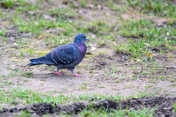 the city pigeon walks the ground