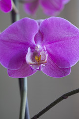 orchid color fuchsia macro