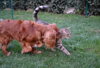 Small dog and tabby kitten running play together friends
