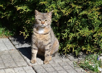 angry unhappy tabby cat sittng on pavement