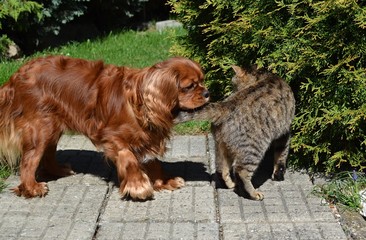 small doggy and tabby kitten together friends