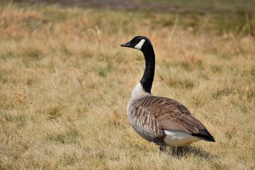 Goose in the meadow