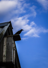 a bird sitting on the birdhouse on a blue background in the spring clear day