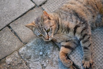 tabby kitten laying and resting on the pavement