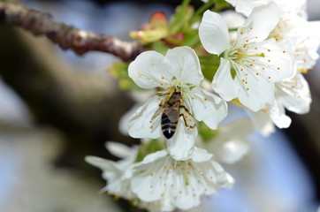 Biene befruchet eine Apfelblüte