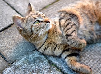 tabby kitten lying and resting on pavement