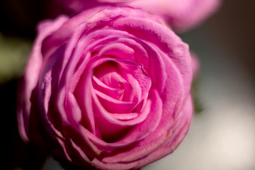 Fototapeta premium rose close up
