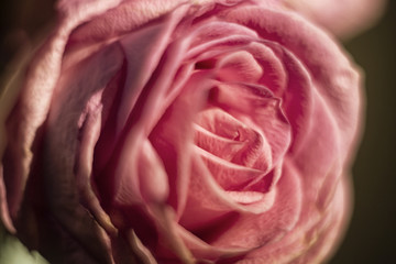 Obraz premium rose close up