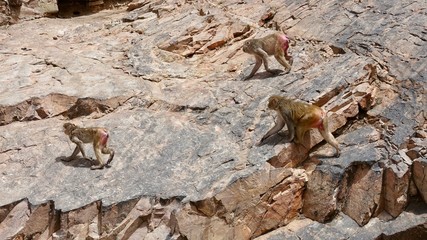 Rhesusaffen, Makaken in Indien