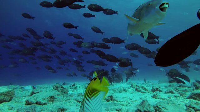 Big school of Yellowfin Surgeonfish - Acanthurus xanthopterus swim over reef 
