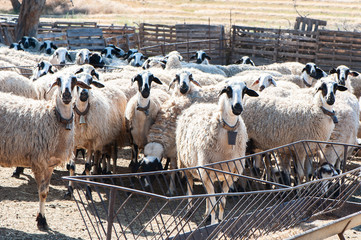 Fototapeta premium Herd of sheep in a pen, in a colorful village