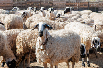 Obraz premium Herd of sheep in a pen, in a colorful village