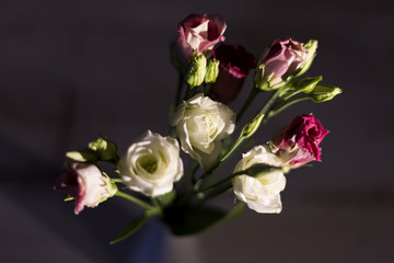 Eustoma flowers on the dark background