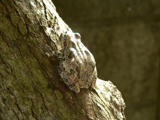かえるのカモフラージュ