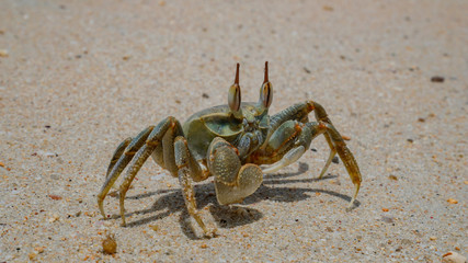 Seychellen - Krabbe am Strand