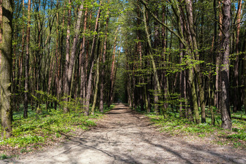 footpath in the forest on sunny summer day