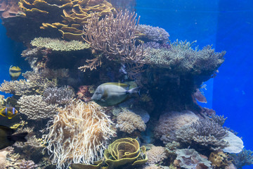 Naklejka na ściany i meble At Coral World Underwater Observatory in Eilat