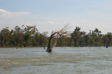 Stung Treng Cambodia, scene with dead tree of the flooded forest in the Mekong river between Stung Treng and the Lao border in dry season