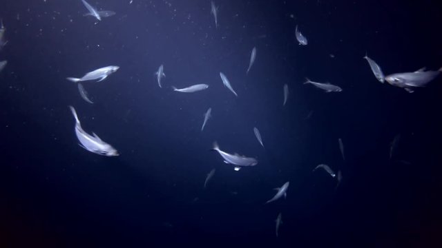 school of Yellowstripe Scads - Selaroides leptolepis feeding plankton at night 
