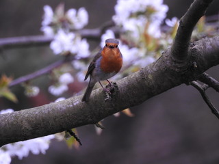 Heimkehr im Frühling