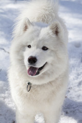 Fototapeta premium happy samoyed in winter time