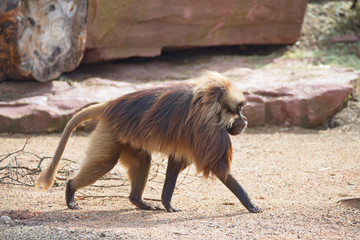 Portrait of strong alpha male master of African baboon