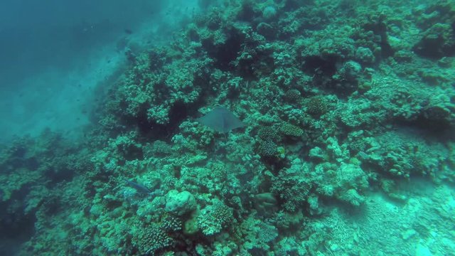 juvenile Greater Guinean Mobula - Mobula tarapacana swim over reef (High-angle shot)
