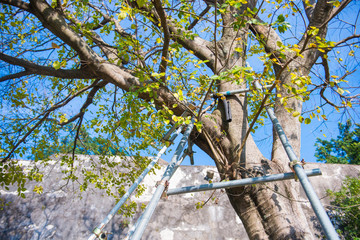 Big tree with tree prop for support