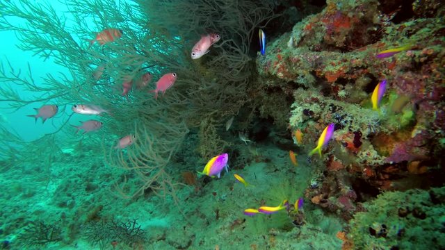 school of Yellowback Anthias - Pseudanthias evansi and school of Pinecone Soldierfish - Myripristis murdjan swims near black coral
