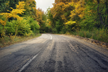 Fototapeta premium asphalt road and autumn forest.