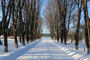 Empty maple alley in the winter
