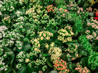 Colorful background from garden of flowers and berries, top view.