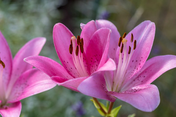 Fototapeta premium Close-up of pink liles flowers. Common names for species in this genus include fairy lily rainflower zephyr lily magic lily Atamasco lily and rain lily.