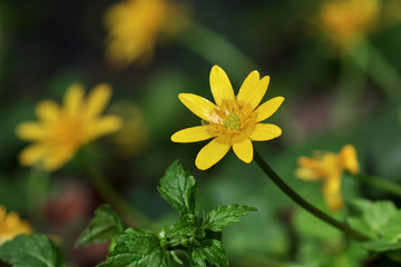 Obraz premium corollas of lesser celandine