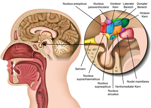 Anatomie Hypophyse und graue H&ouml;cker, Tuberkerne